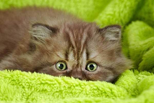 kitten