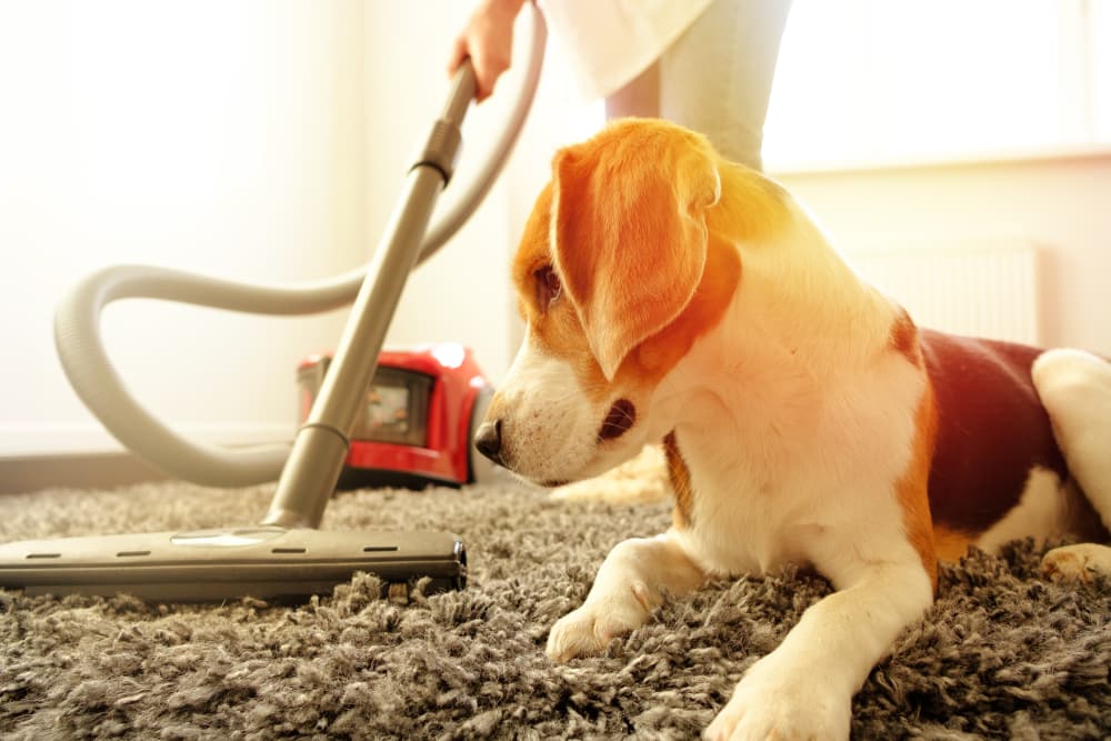 How Do You Clean if You Have Pet Allergies How Do You Clean if You Have Pet Allergies