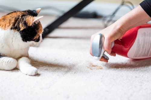 Is dog saliva an allergen