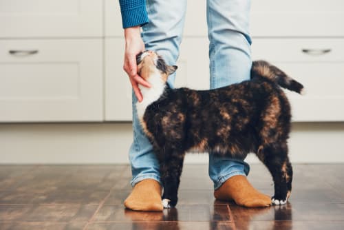 What is pet dander