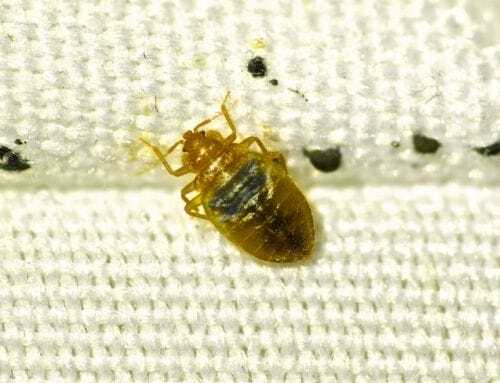 Baltimore Remains Number 1 on Orkin’s Top 50 Bed Bug Cities List