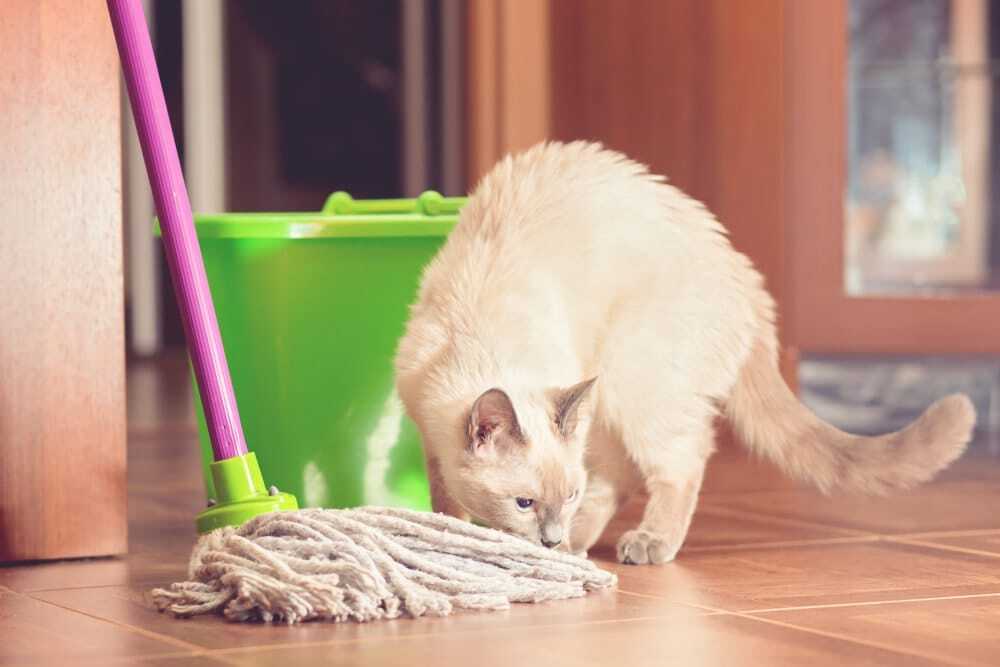 How do you keep your house clean with pets