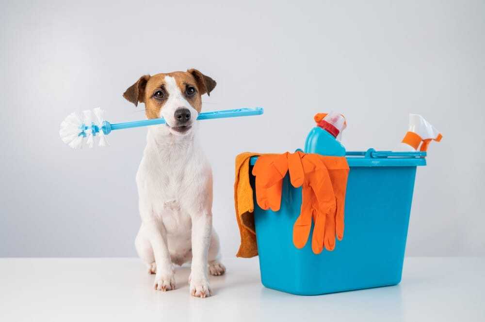 How do you keep your house clean with pets How do you keep your house clean with pets