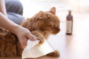 How often should you mop with pets
