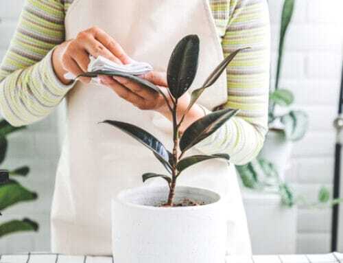 7 Efficient Plant Cleaning Methods