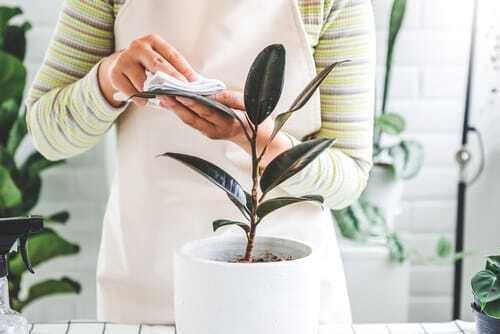 What is the best way to clean my plants What is the best way to clean my plants