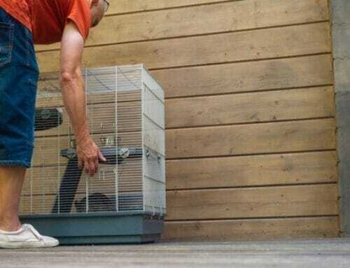 6 Ways to Prepare for Pet Cage Cleaning