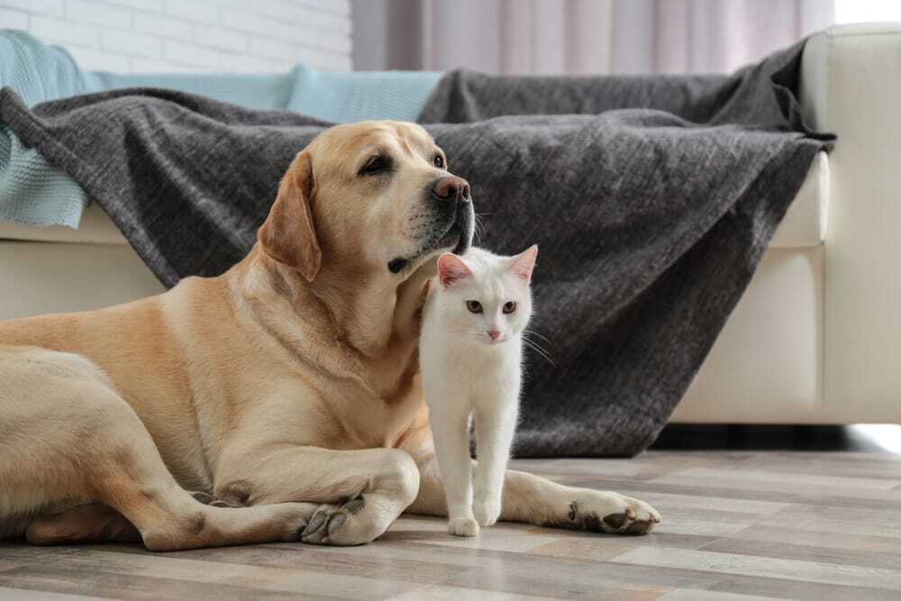 Adorable,Dog,And,Cat,Together,On,Floor,Indoors.,Friends,Forever